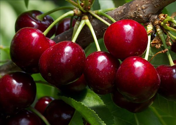 A Macfrut 2021 si presenta International Cherry Symposium